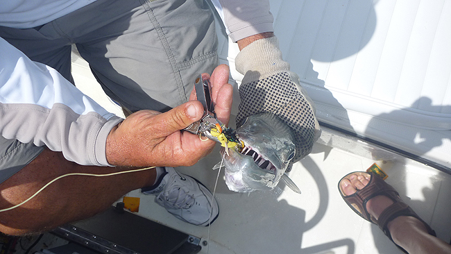 Toothy critter.JPG